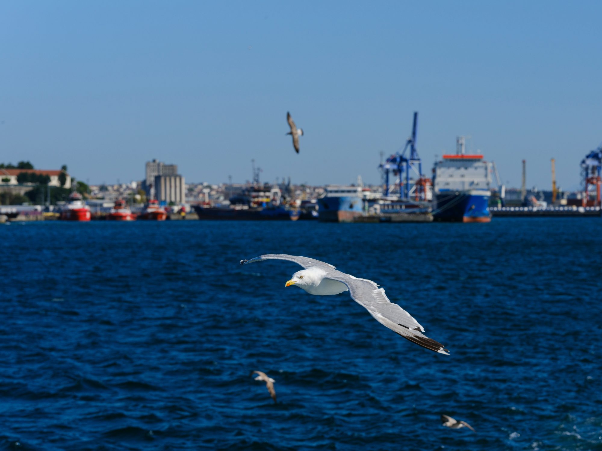 Meeuw die rustig over de haven vliegt